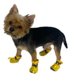 Water Resistant Paw Protector Shoes Set