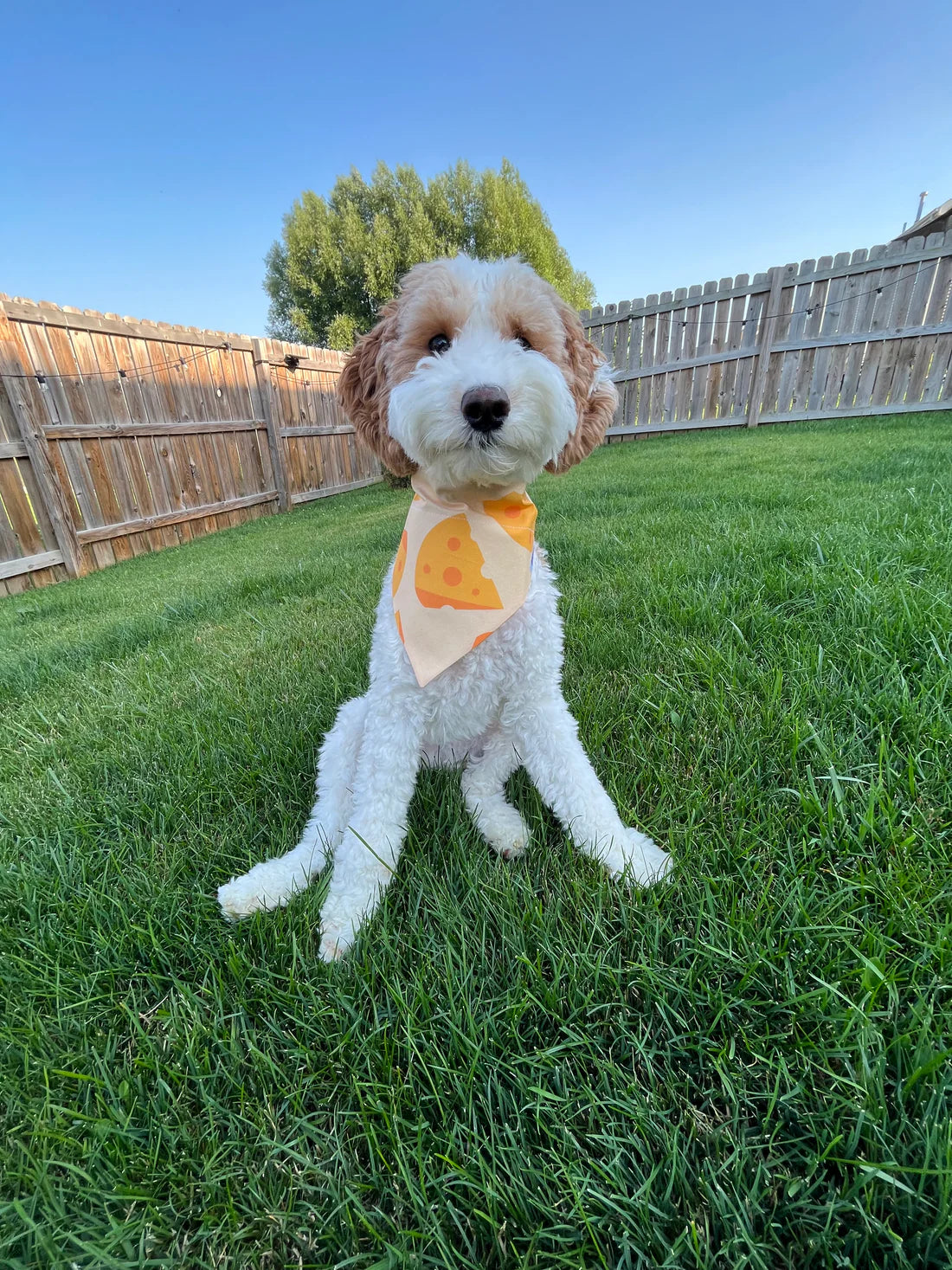 Cheese Bandana Regular price