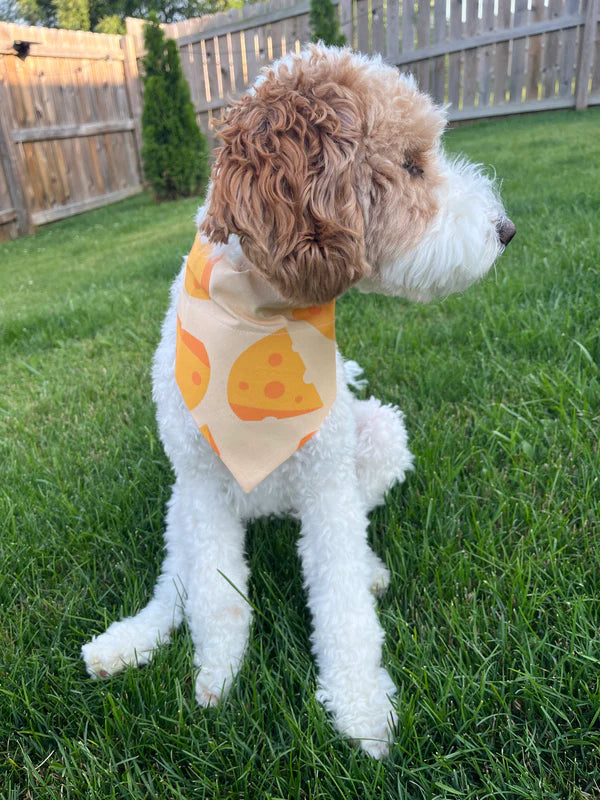 Cheese Bandana Regular price